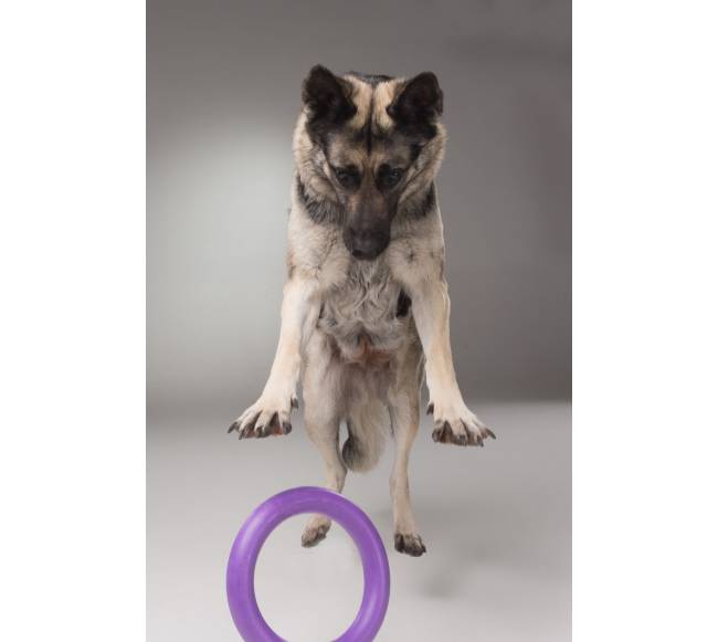 Žaislas - mankštos priemonė šunims PULLER Standard 28 cm5