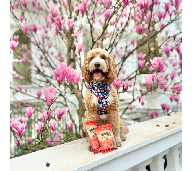 Soopa Healthy Bites šunų skanėstai su mango ir avietėmis (Mango - Raspberry), 50 g2