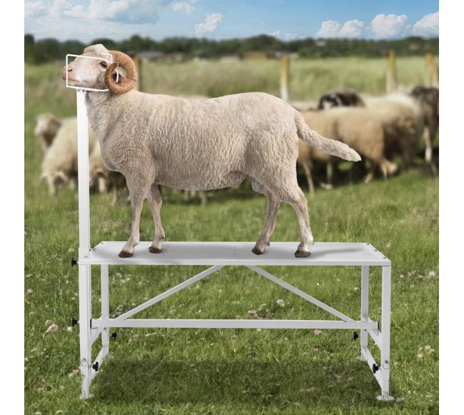 Gyvulių stendas ožkų kirpimui, baltas7