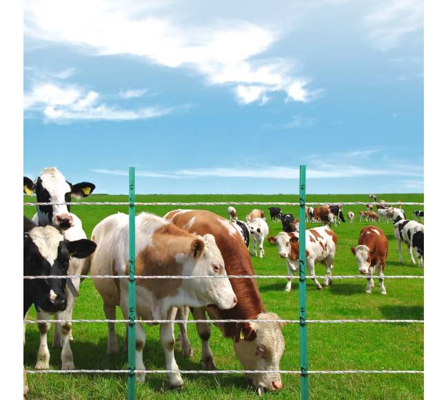 Elektrinė tvora arkliams ir galvijams 800m7