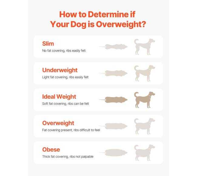 Šunų bėgimo takelis vidutinio dydžio šunims6