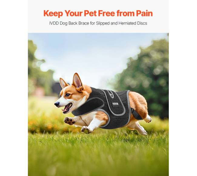 Reguliuojamas šuns nugaros diržas IVDD palengvinimui1