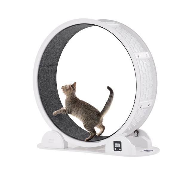 Baltas kačių bėgimo ratas su pedometru0