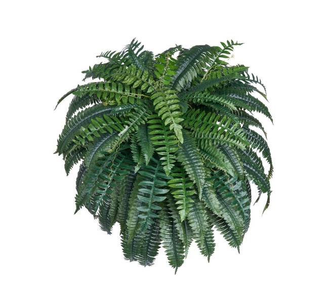 Dirbtinis Bostono papartis su 88 šakelėmis0