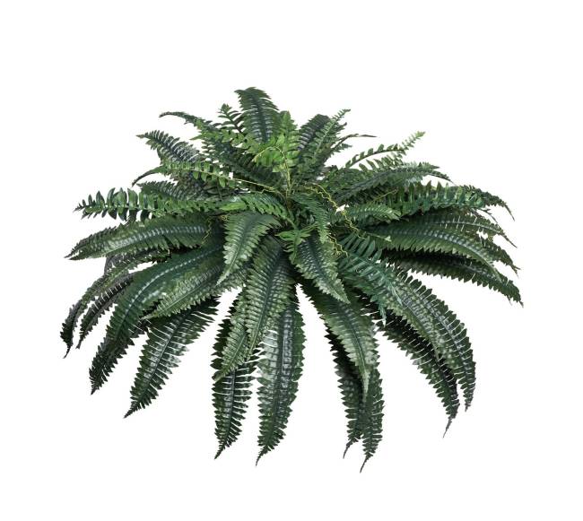 Dirbtinis Bostono papartis su 88 šakelėmis8