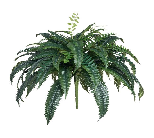 Dirbtinis Bostono papartis su 88 šakelėmis10