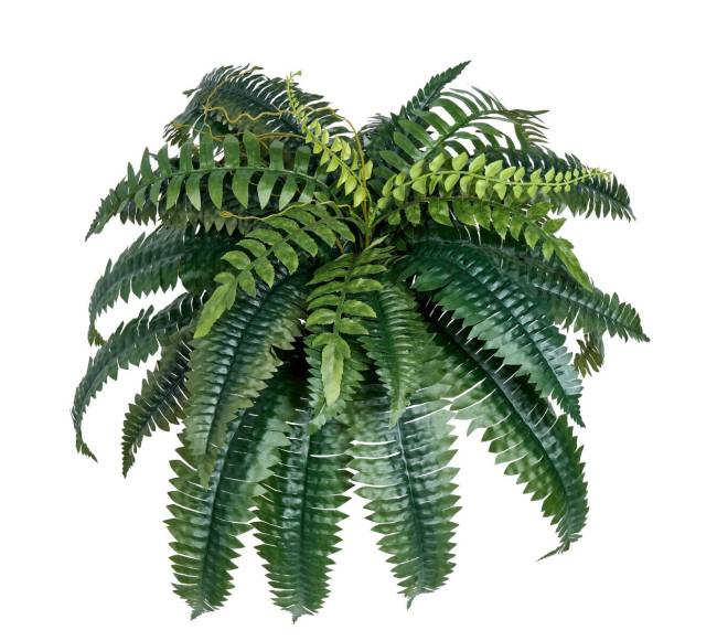 2 vnt. dirbtinių Bostono paparčių 35 šakos0