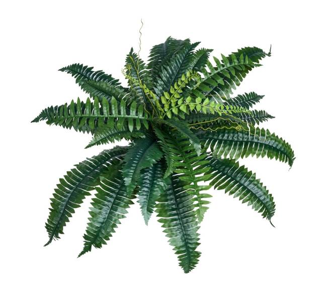 Dirbtiniai Bostono paparčiai 2 vnt.0