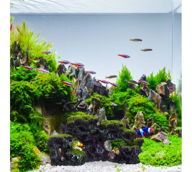 Akvariumo dekoracija, samanotos uolos4
