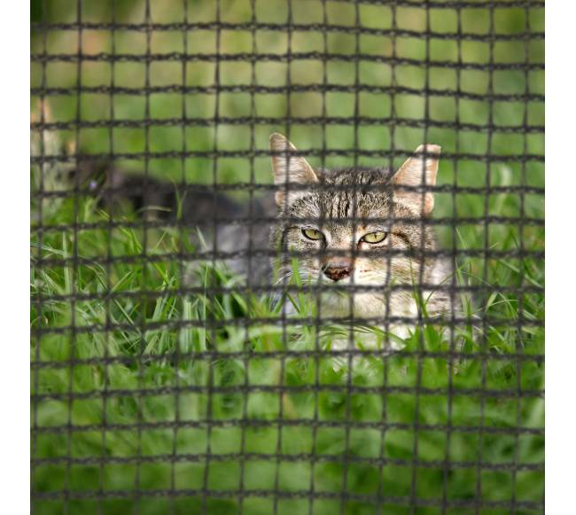 Trampolino rėmo tinklas2