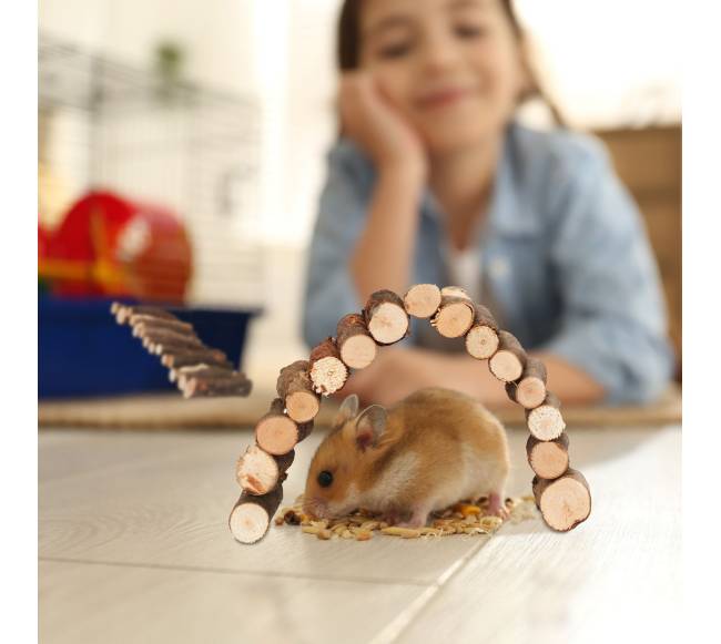 2 medinių graužikų tiltelių rinkinys1