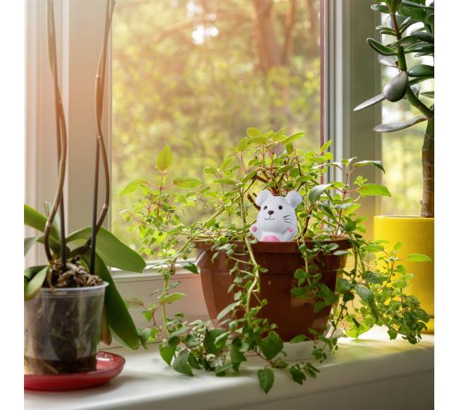 4 molinių kūginių laistymo antgalių rinkinys „Bunny“2