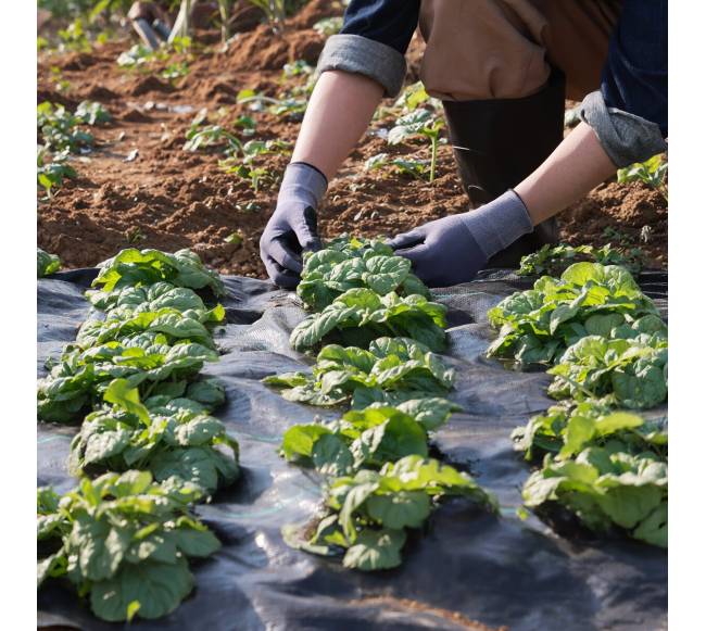 Juoda piktžolių barjerinė plėvelė, 6x91 m7