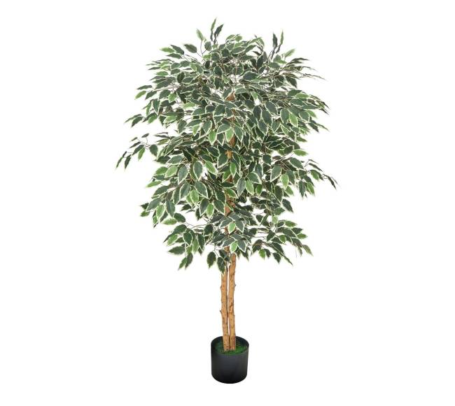 150 cm aukščio dirbtinis fikuso medis0