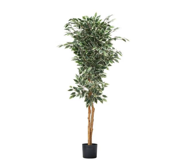 150 cm aukščio dirbtinis fikuso medis10