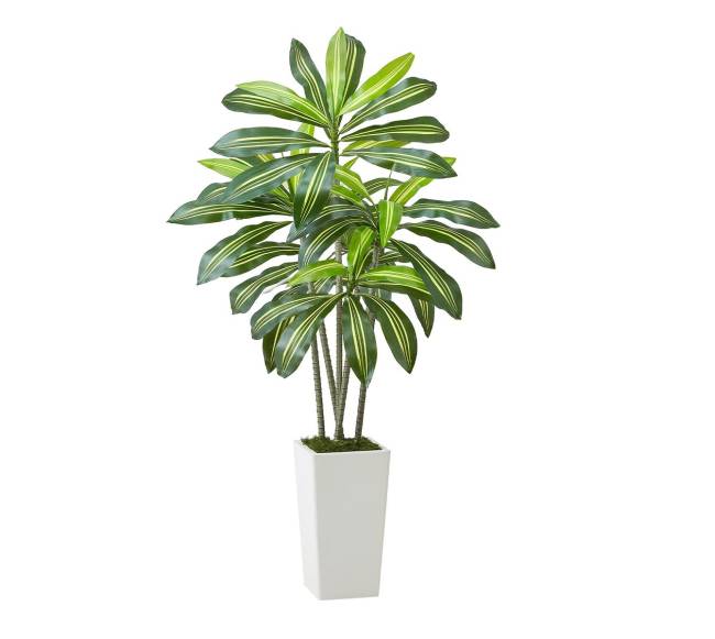 dracenos dirbtinis augalas su baltu vazonu0