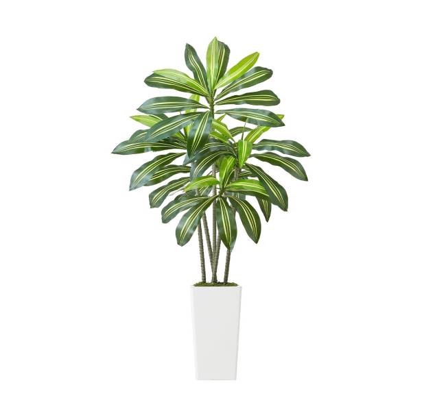 dracenos dirbtinis augalas su baltu vazonu8