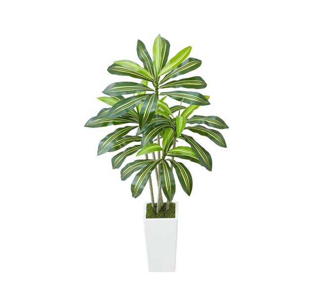 dracenos dirbtinis augalas su baltu vazonu9