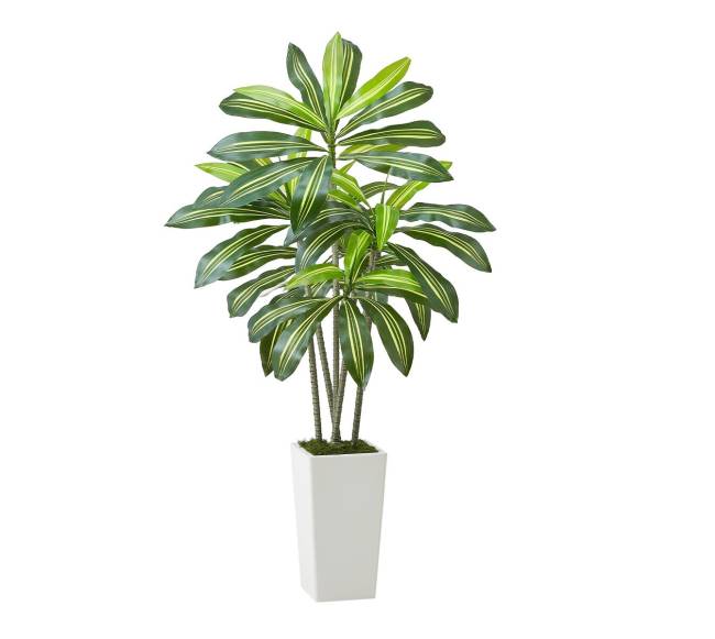 dracenos dirbtinis augalas su baltu vazonu10