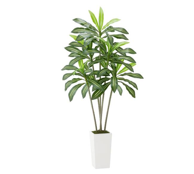 Dirbtinė Dracena su baltu vazonu0