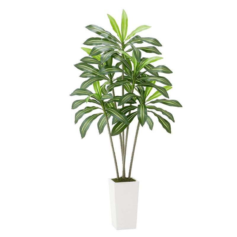 Dirbtinė Dracena su baltu vazonu0
