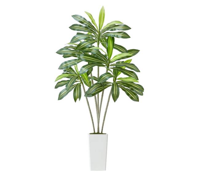 Dirbtinė Dracena su baltu vazonu8