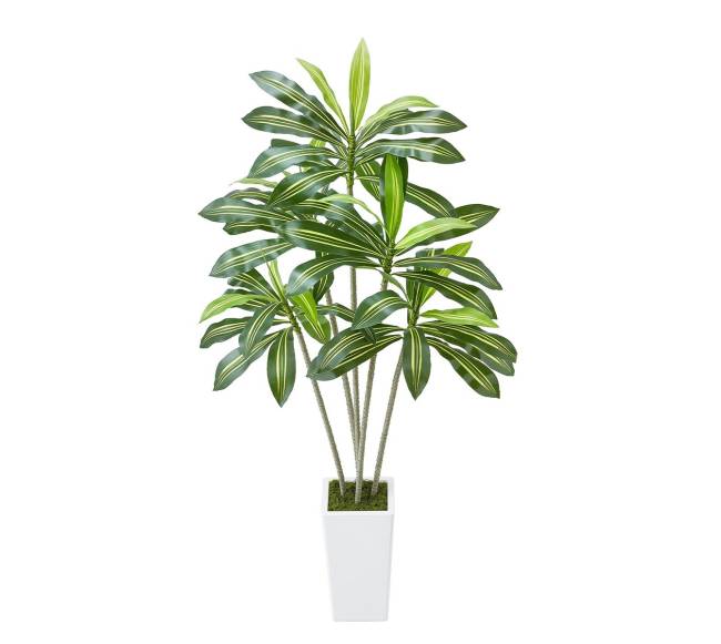 Dirbtinė Dracena su baltu vazonu9