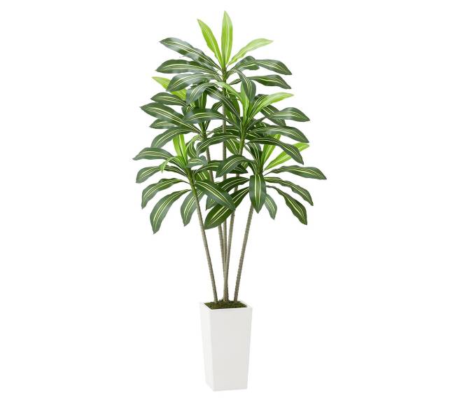 Dirbtinė Dracena su baltu vazonu10