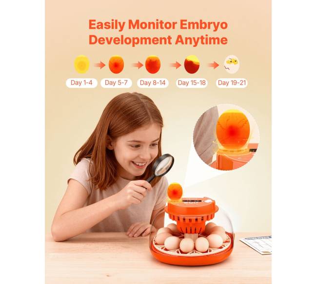 12 kiaušinių inkubatorius su LED žvake4