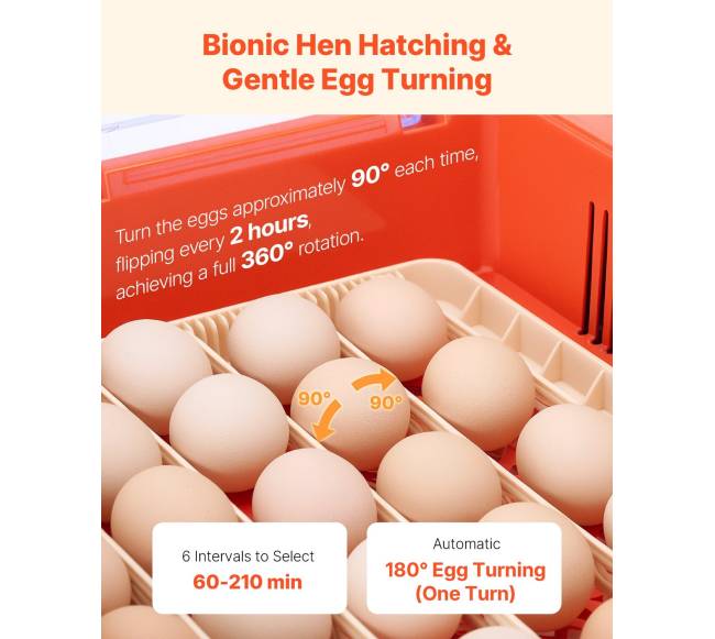 36 kiaušinių inkubatorius paukščių perinimui3