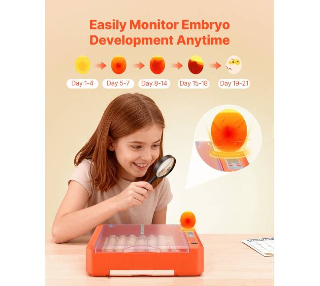 36 kiaušinių inkubatorius paukščių perinimui4