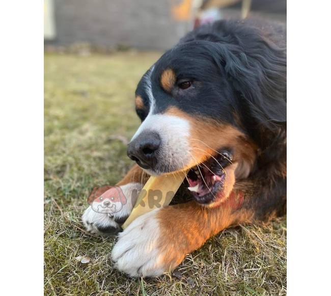 Jako sūrio skanėstas šunims, YAK SNACK, L dydis (138-155 g.)2