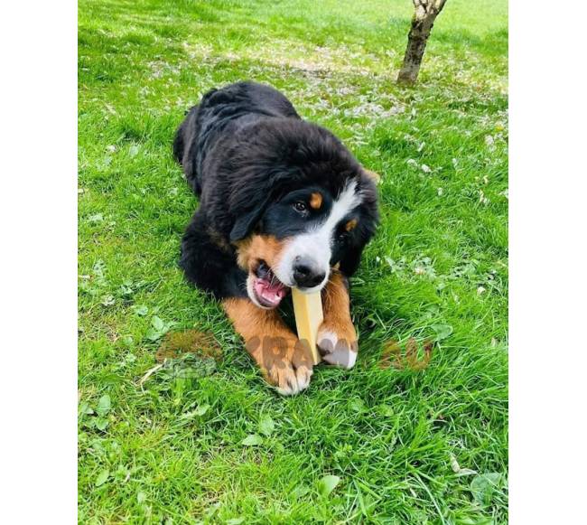 Jako sūrio skanėstas šunims, YAK SNACK, L dydis (138-155 g.)5