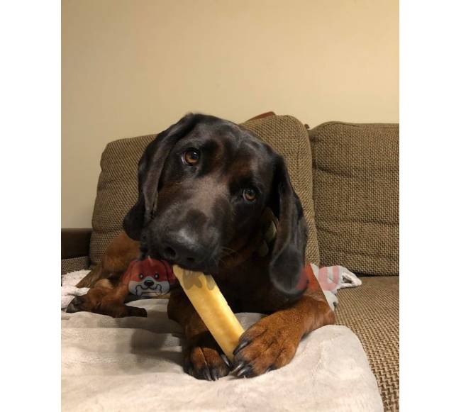 Jako sūrio skanėstas šunims, YAK SNACK, M dydis (68-80 g.)3