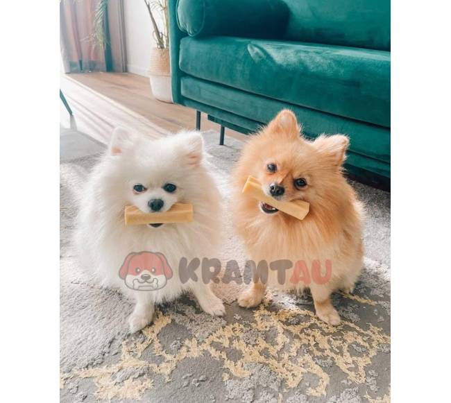 Jako sūrio skanėstas šunims, YAK SNACK, S dydis (28-40 g.)2