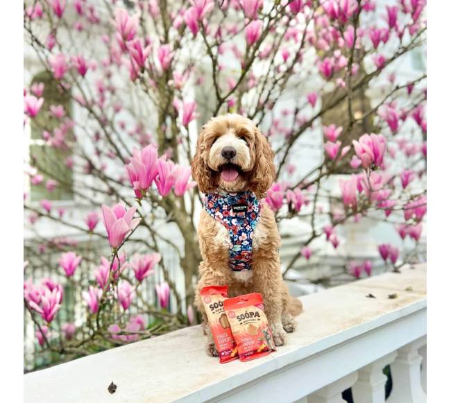 SOOPA Mango ir aviečių lazdelės šunims, Mango - Raspberry Dog Dental Sticks, 100g1