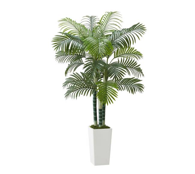 Dirbtinė arekos palmė su baltu vazonu0