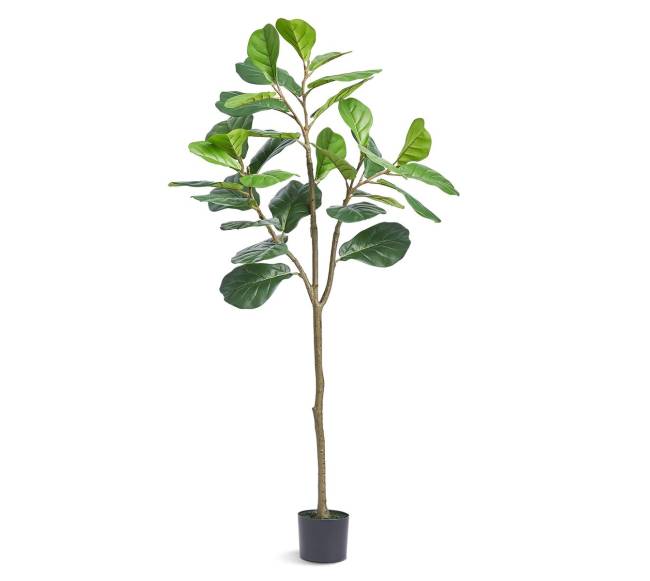 Dirbtinis fikusas 5 ft aukščio9