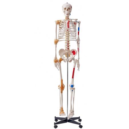 Žmogaus skeletas anatomijai, natūralaus dydžio0