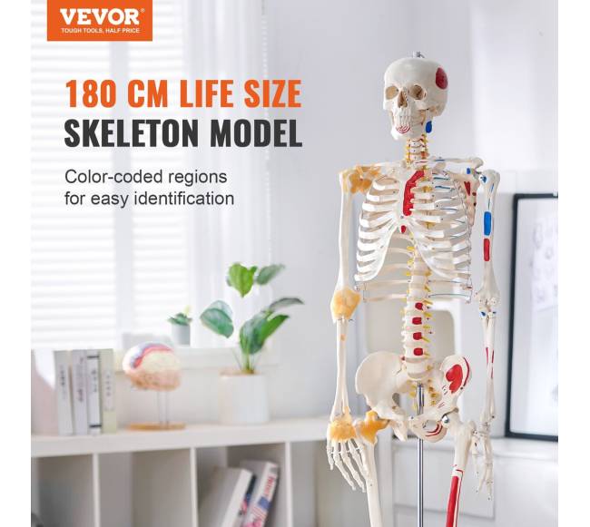 Žmogaus skeletas anatomijai, natūralaus dydžio1