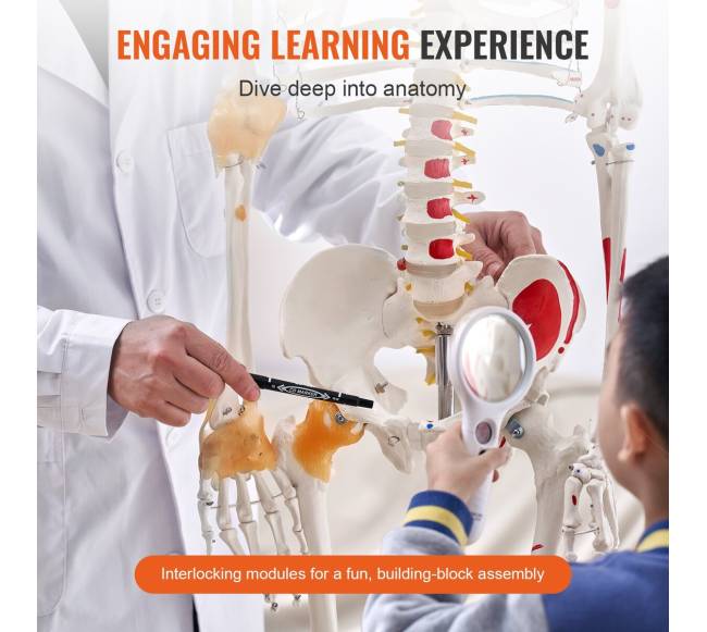 Žmogaus skeletas anatomijai, natūralaus dydžio2