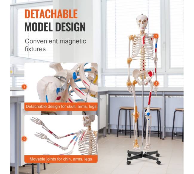 Žmogaus skeletas anatomijai, natūralaus dydžio3