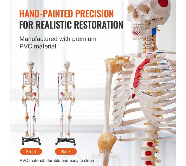 Žmogaus skeletas anatomijai, natūralaus dydžio4