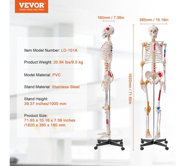 Žmogaus skeletas anatomijai, natūralaus dydžio6