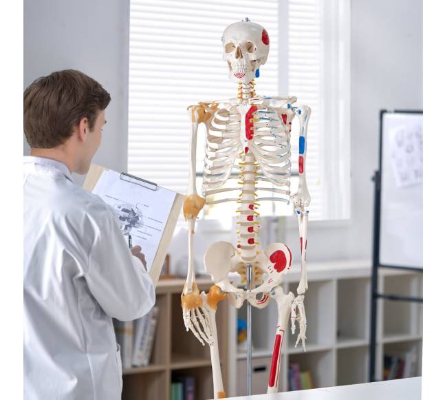 Žmogaus skeletas anatomijai, natūralaus dydžio7