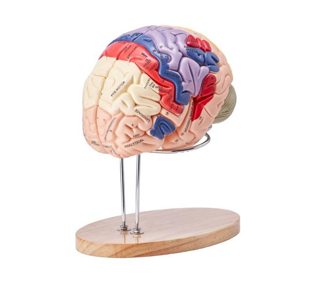 Žmogaus smegenų modelis 2 kartus didesnis0
