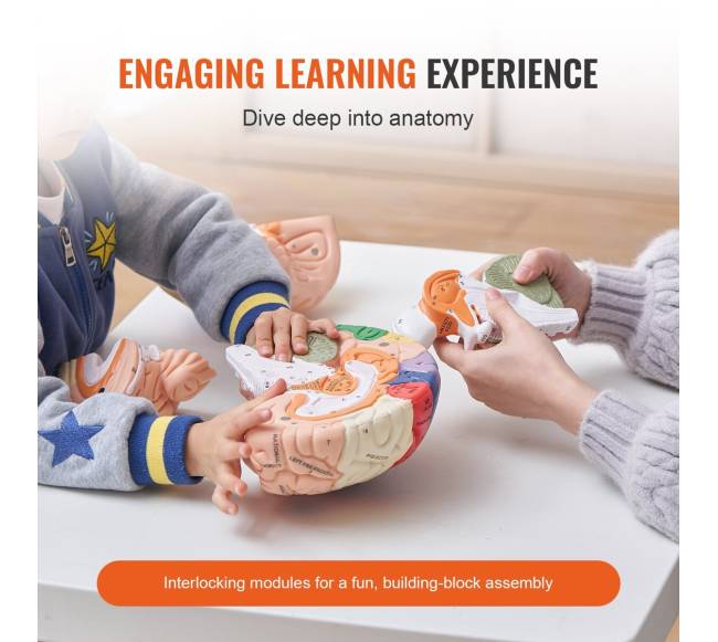 Žmogaus smegenų modelis 2 kartus didesnis2