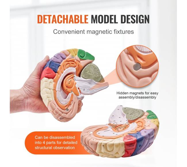 Žmogaus smegenų modelis 2 kartus didesnis3