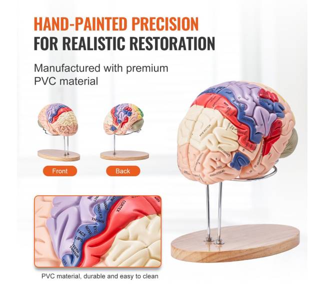 Žmogaus smegenų modelis 2 kartus didesnis4