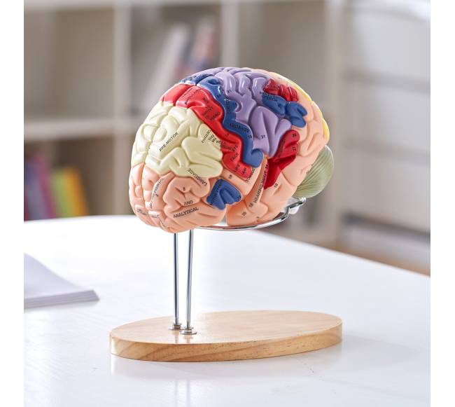 Žmogaus smegenų modelis 2 kartus didesnis7